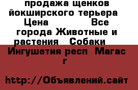 продажа щенков йокширского терьера › Цена ­ 25 000 - Все города Животные и растения » Собаки   . Ингушетия респ.,Магас г.